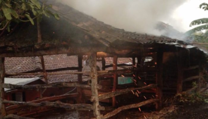 Si Jago Merah Membesar Kandang Mbah Tarmo Terbakar