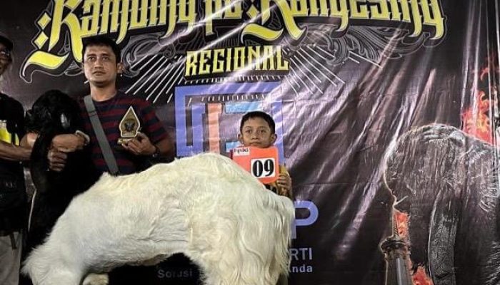 Kisah Candra, Pegawai Bank Sukses Cetak Kambing PE Juara Kontes Berkali-kali