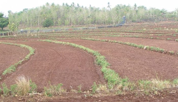 Hujan Pertama, Petani Gunungkidul Sumringah