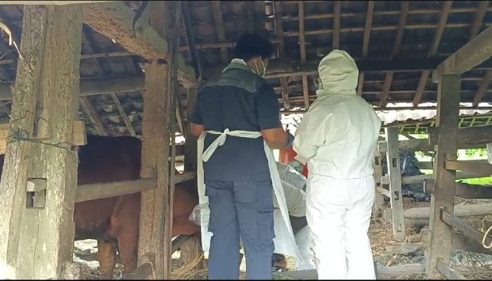 Penanganan PMK di Gunungkidul Dinilai Lamban