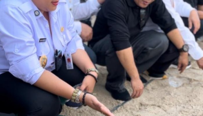 Ratusan Tukik (Anak Penyu) Disebar di Pantai Wediombo