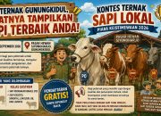Kontes Ternak Sapi Lokal Piala Keistimewaan 2026 Siap Digelar di Gunungkidul