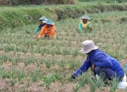 Bawang Merah Gunungkidul Jadi Primadona Masa Tanam Kemarau Panjang