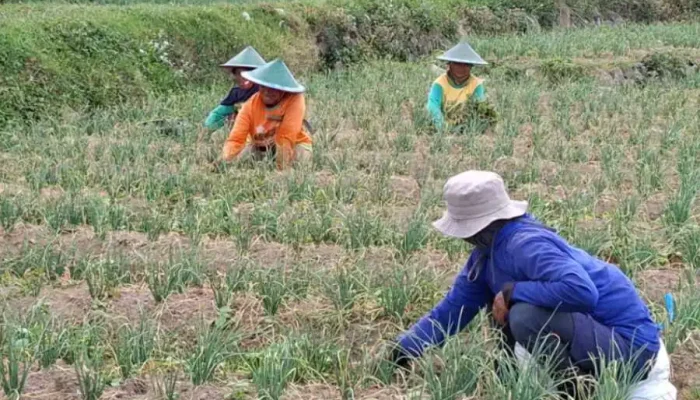 Bawang Merah Gunungkidul Jadi Primadona Masa Tanam Kemarau Panjang