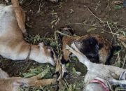 Geger..!!Diserang Hewan Misterius, Kambing Satu Kandang Mati Mendadak