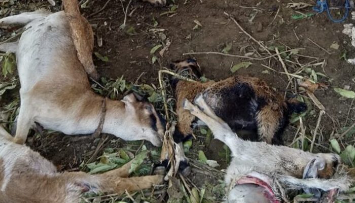 Geger..!!Diserang Hewan Misterius, Kambing Satu Kandang Mati Mendadak